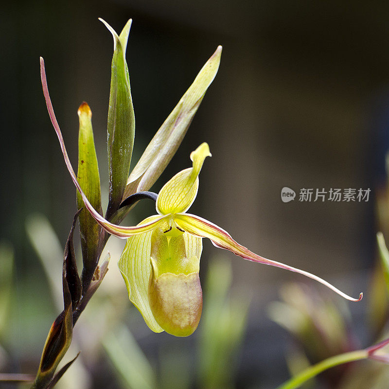 兰花, Phragmipedium longifolium